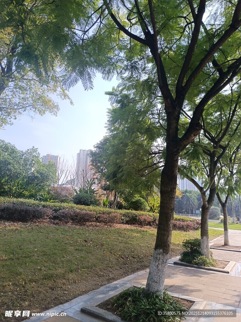 城市林荫小道风景