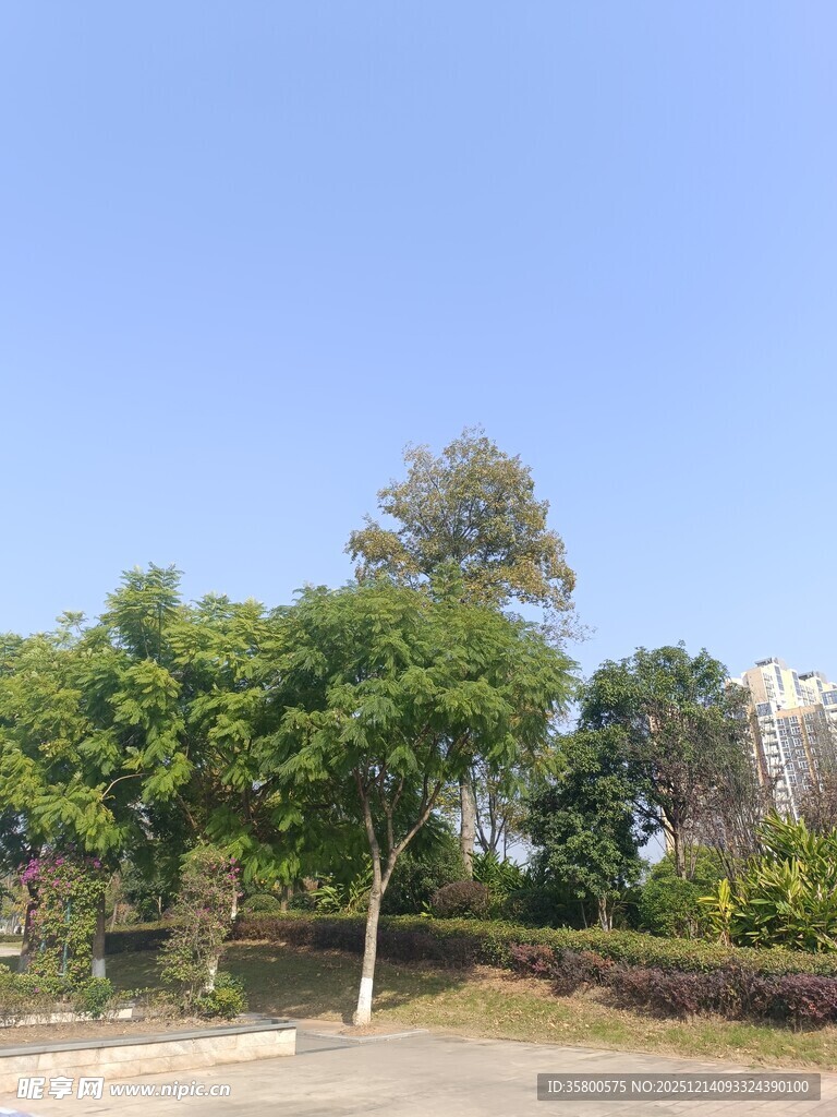 户外绿树蓝天风景画面