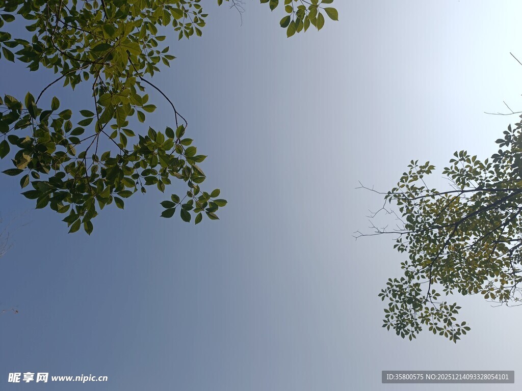 仰望蓝天与枝叶
