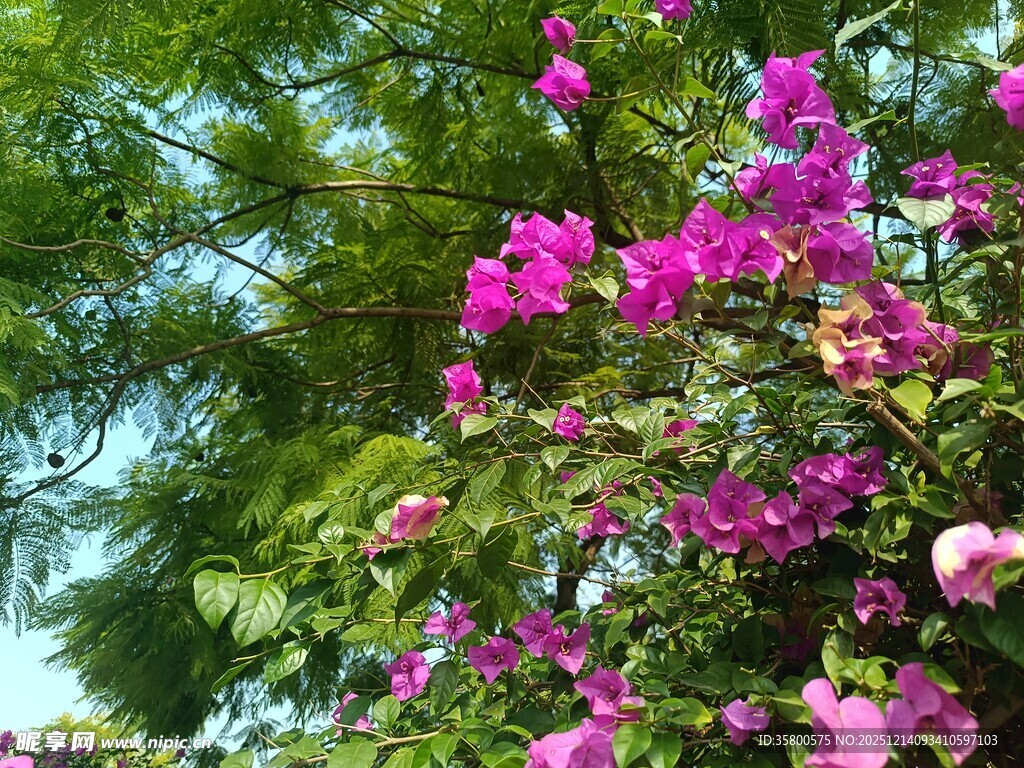 繁花绿叶间的绚烂景致