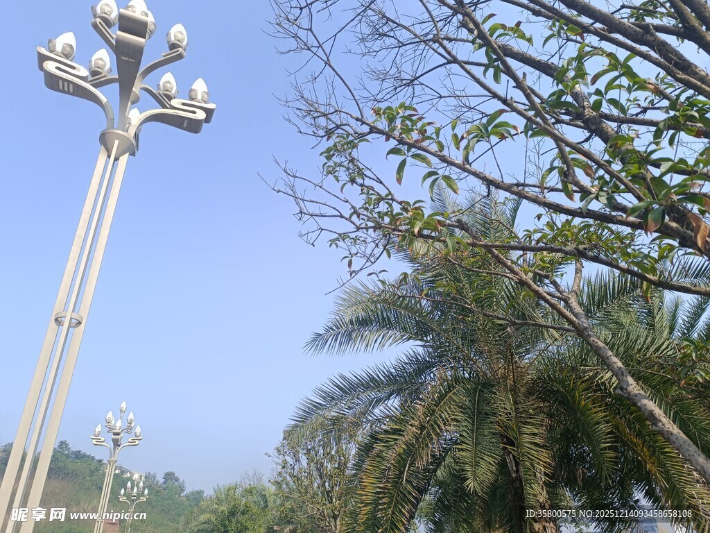 户外路灯与树木景观