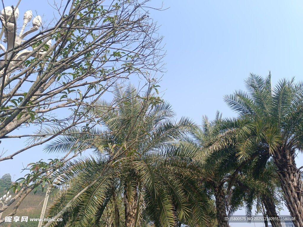 蓝天映衬下的棕榈树景观