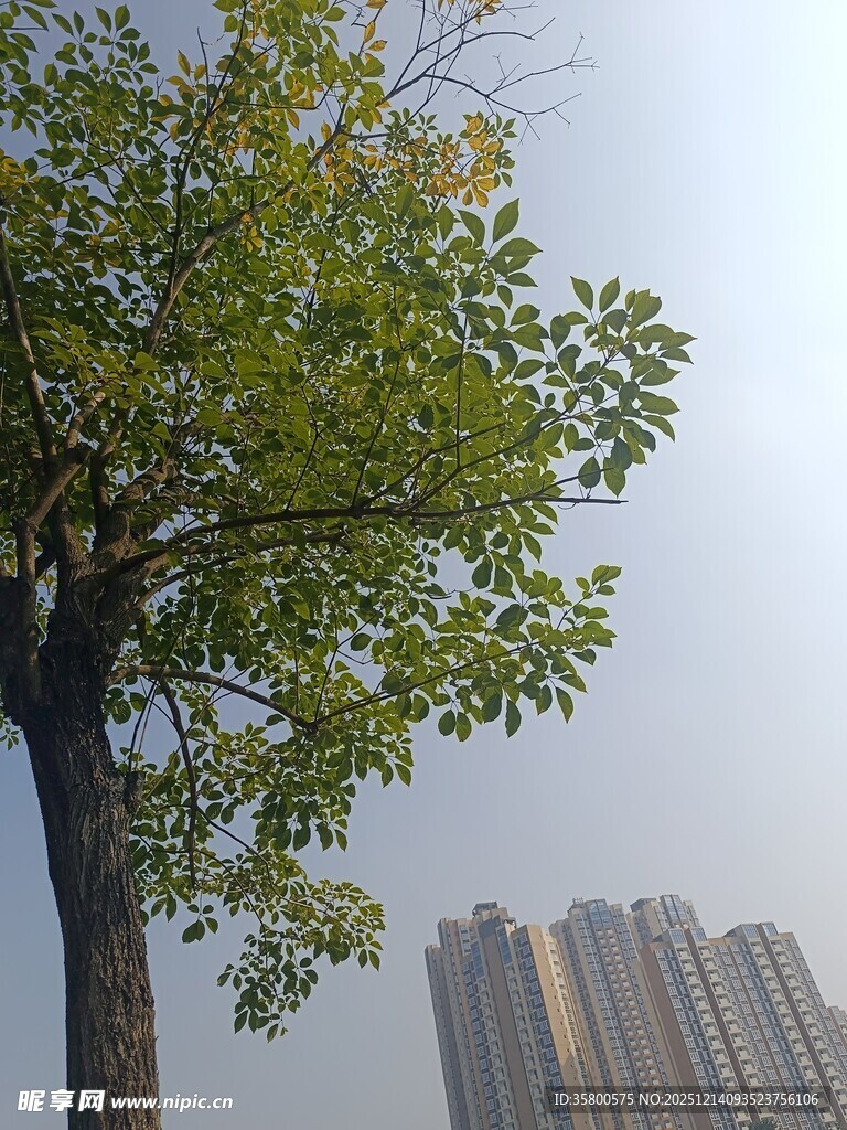 城市中挺拔的绿树