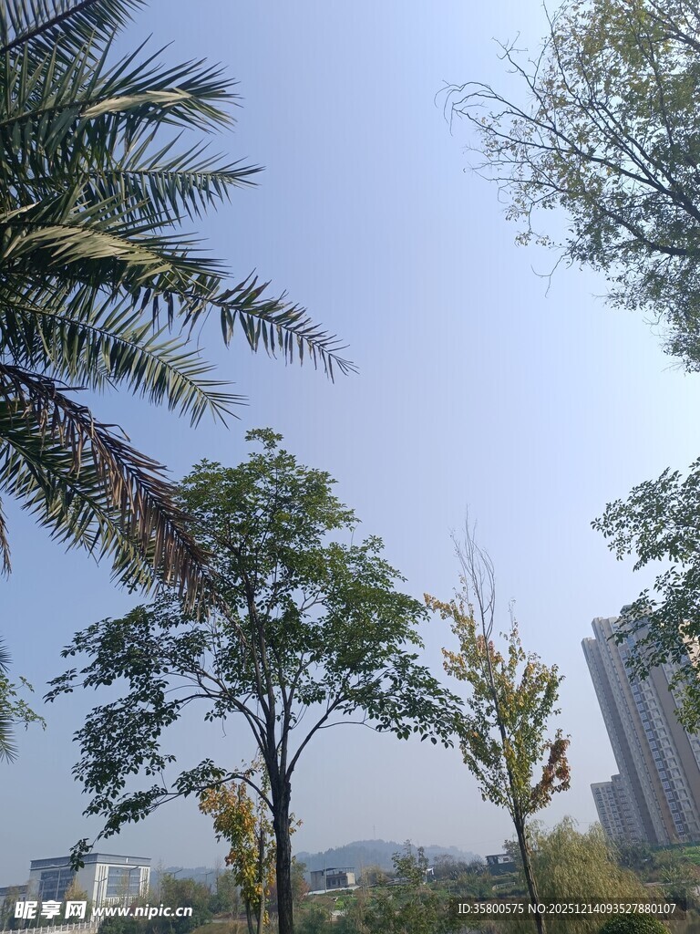 城市中的绿树与高楼景观