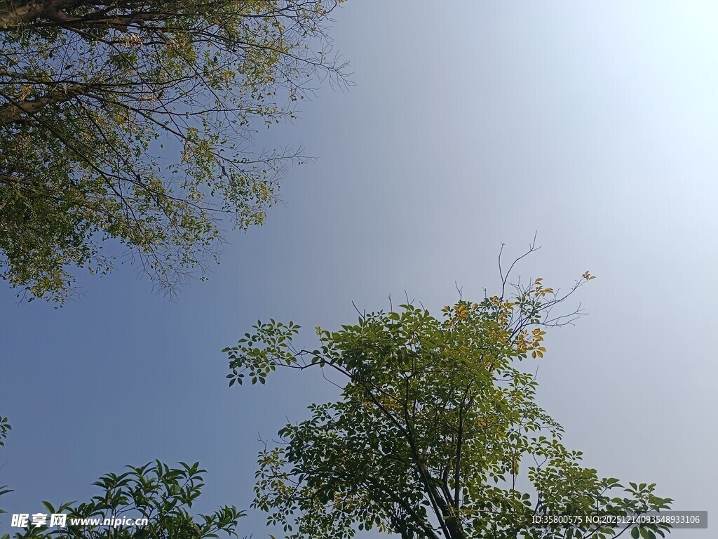 仰望蓝天绿树