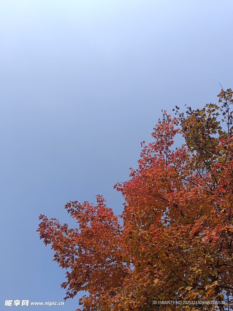 秋日红枫映蓝天