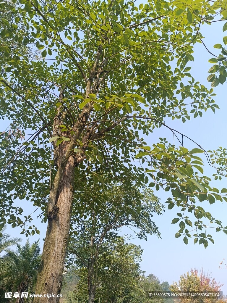 阳光下的葱郁树木