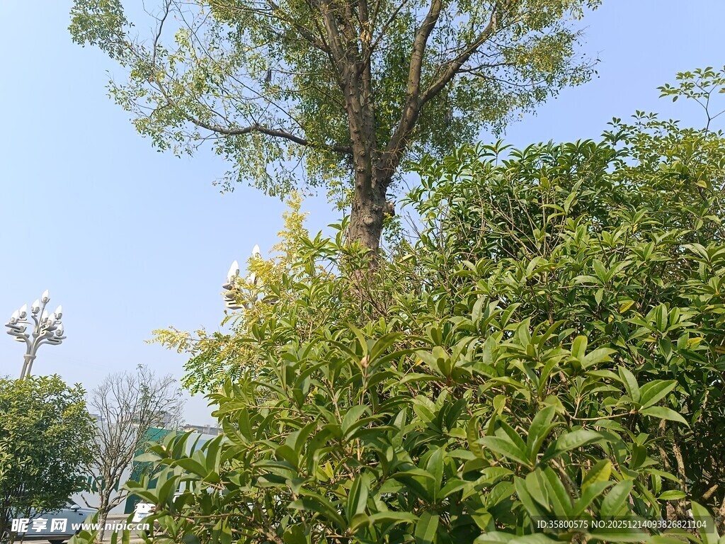 户外繁茂绿植景观