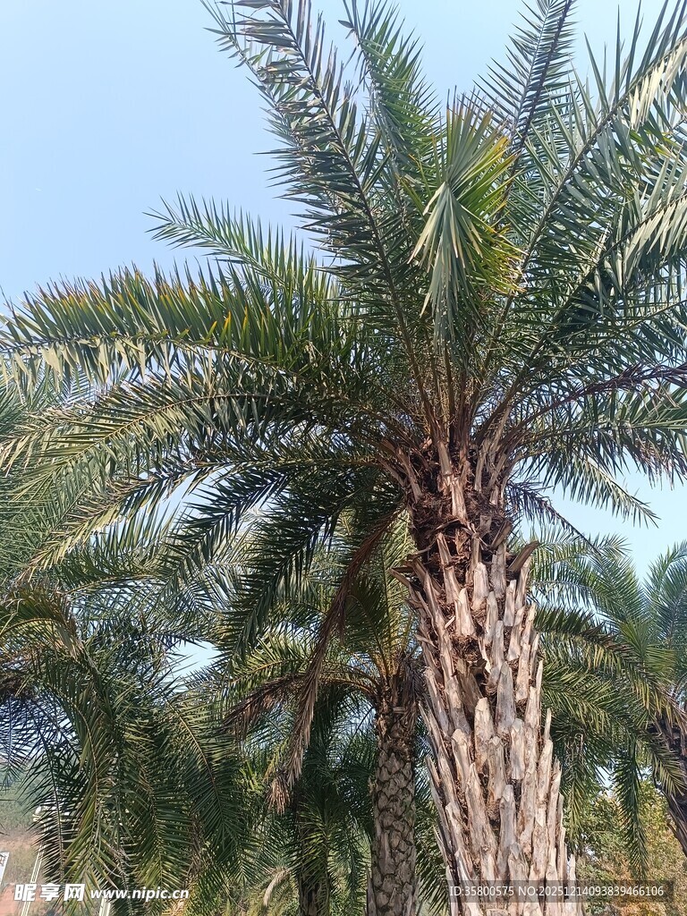 高大挺拔的棕榈树