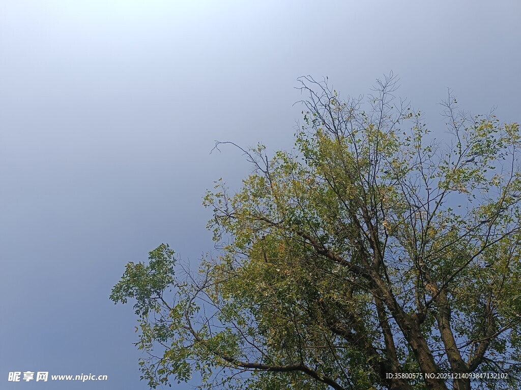 蓝天映衬下的葱郁树木