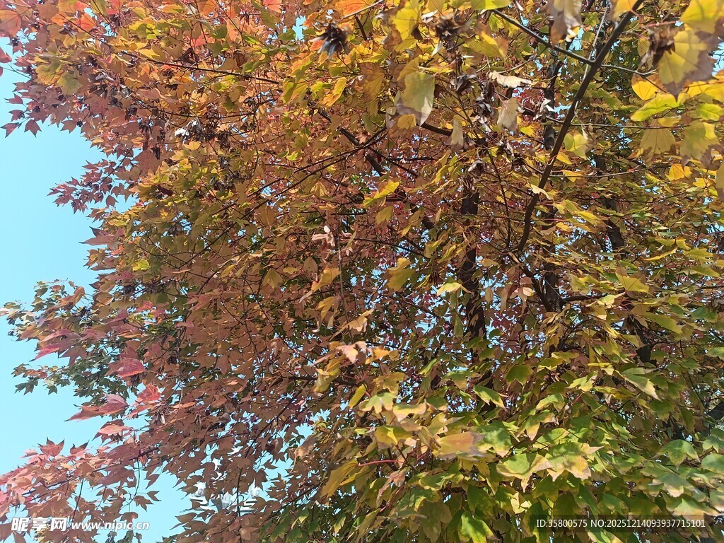 秋日斑斓树叶映蓝天
