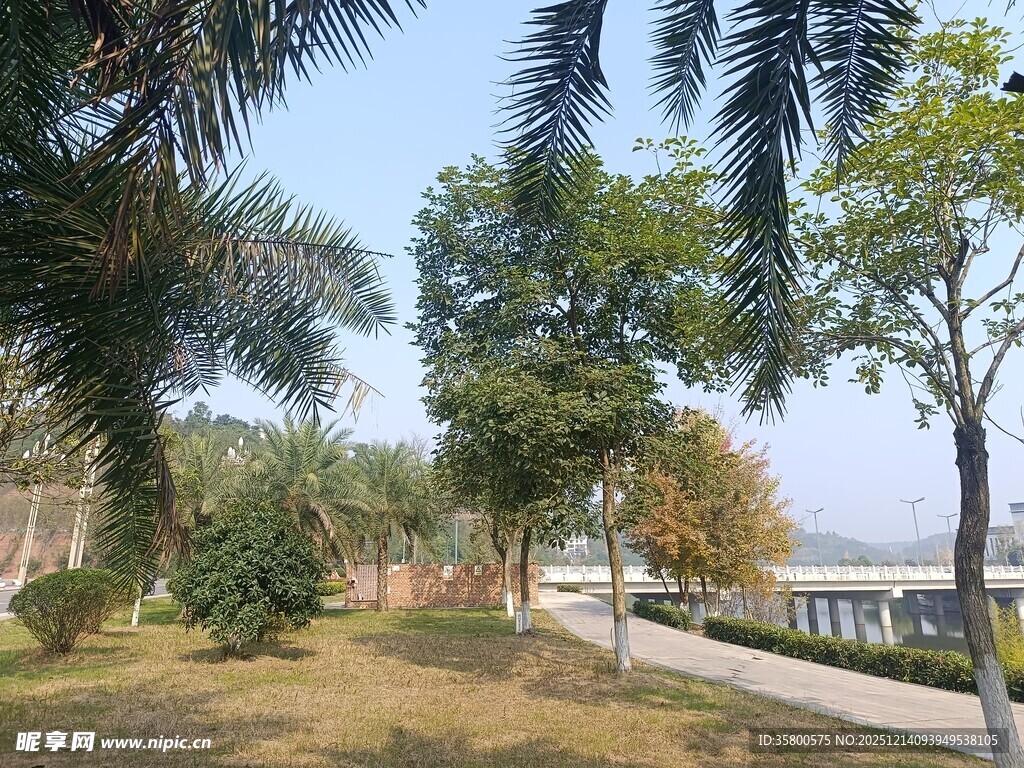 公园林荫小道风景