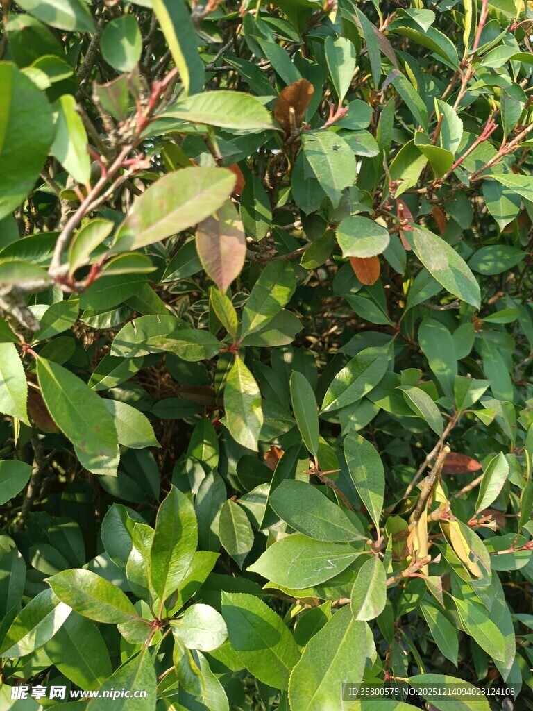 绿叶繁茂的植物景象