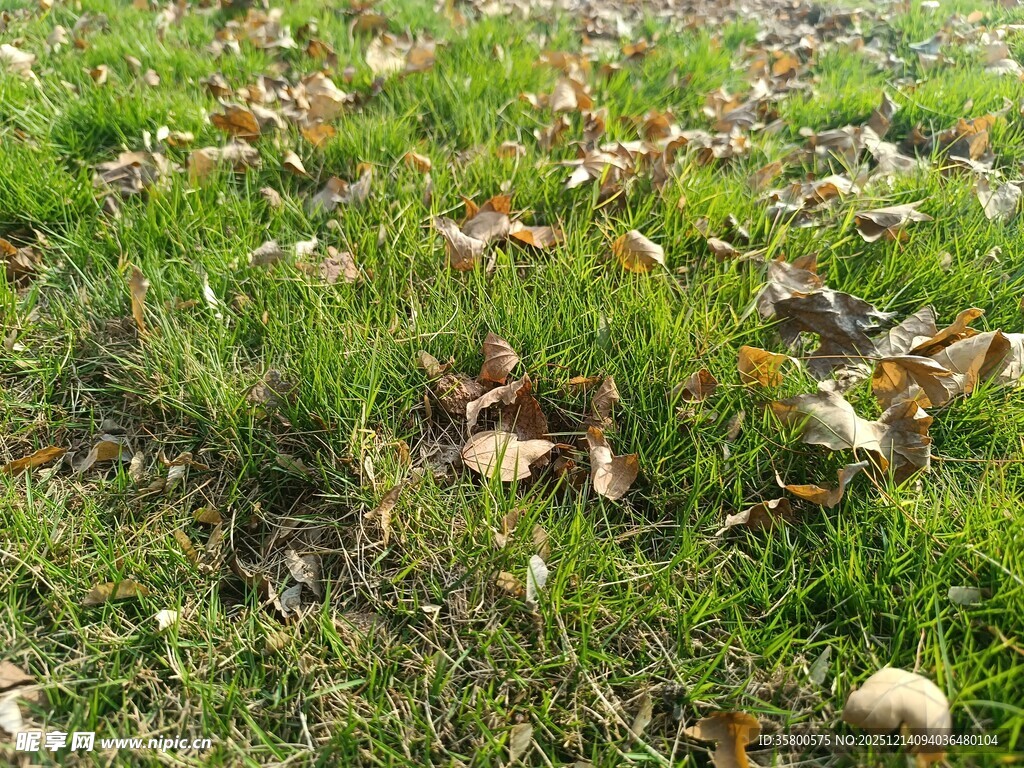 草地间散落的枯黄落叶