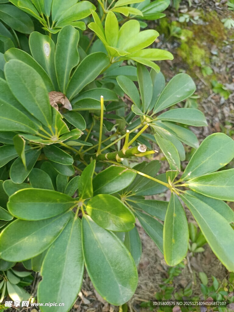 翠绿鹅掌柴植物特写