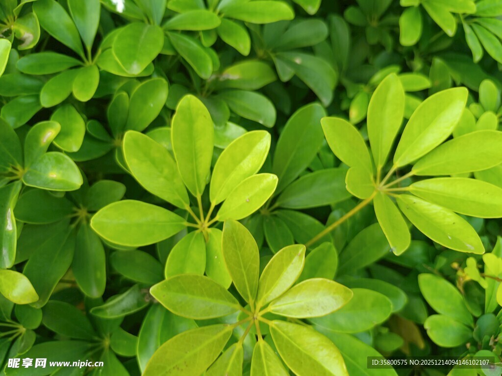 翠绿繁茂的掌状叶片植物