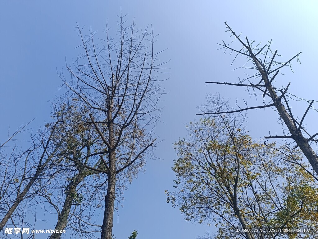 蓝天映衬下的枯树与绿树