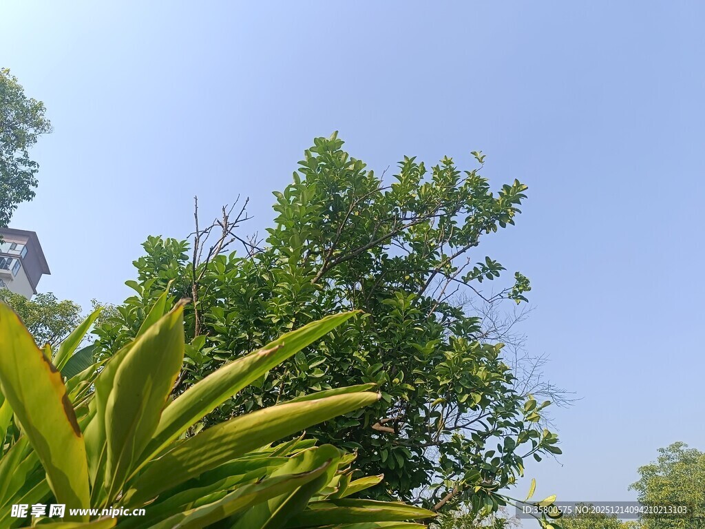 绿意盎然的户外植物景观