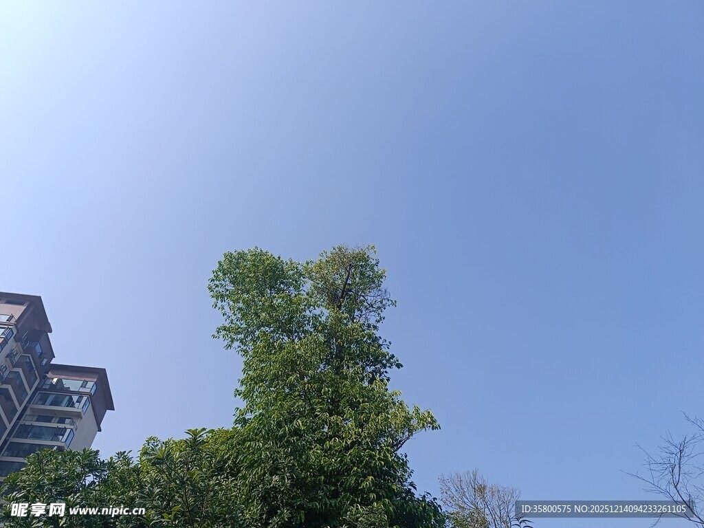 高楼旁的葱郁绿树
