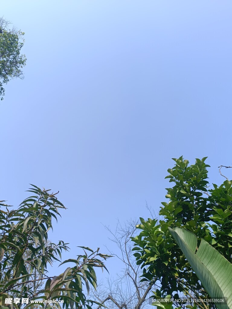 仰视蓝天与葱郁树木