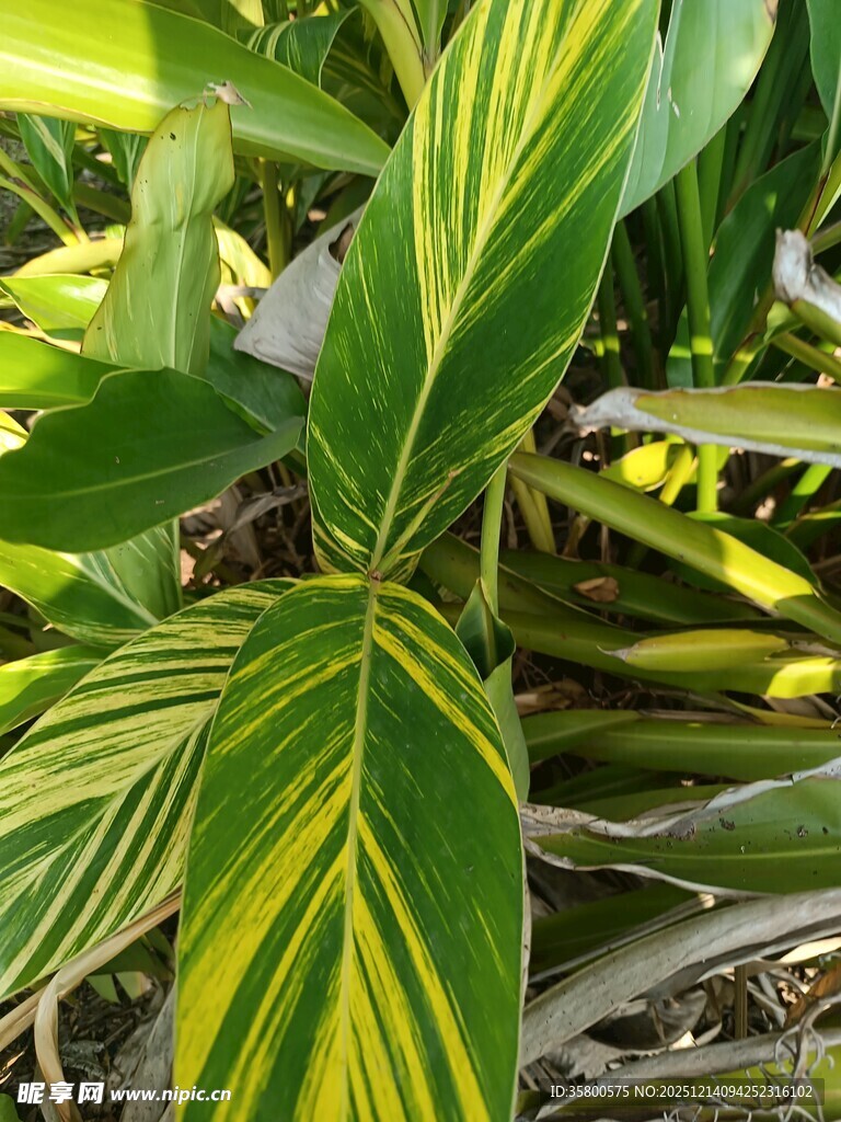 黄绿相间斑纹植物叶片