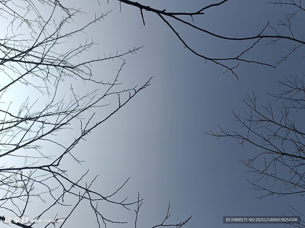 冬日枯树枝干与天空