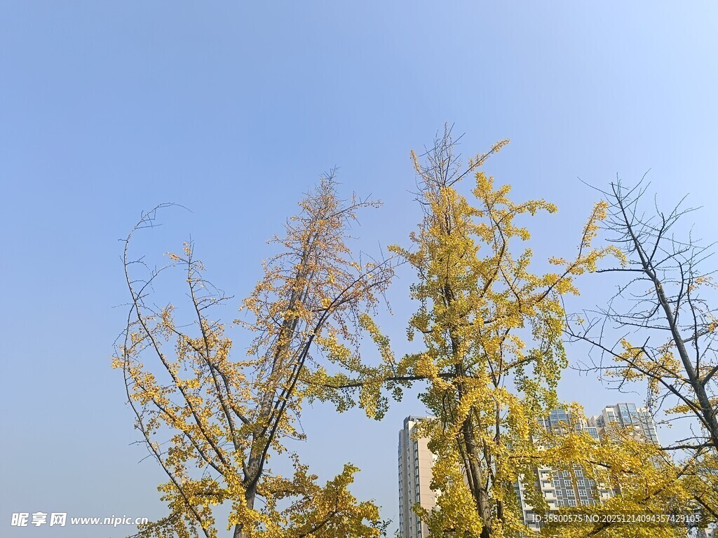 秋日银杏树枝映蓝天