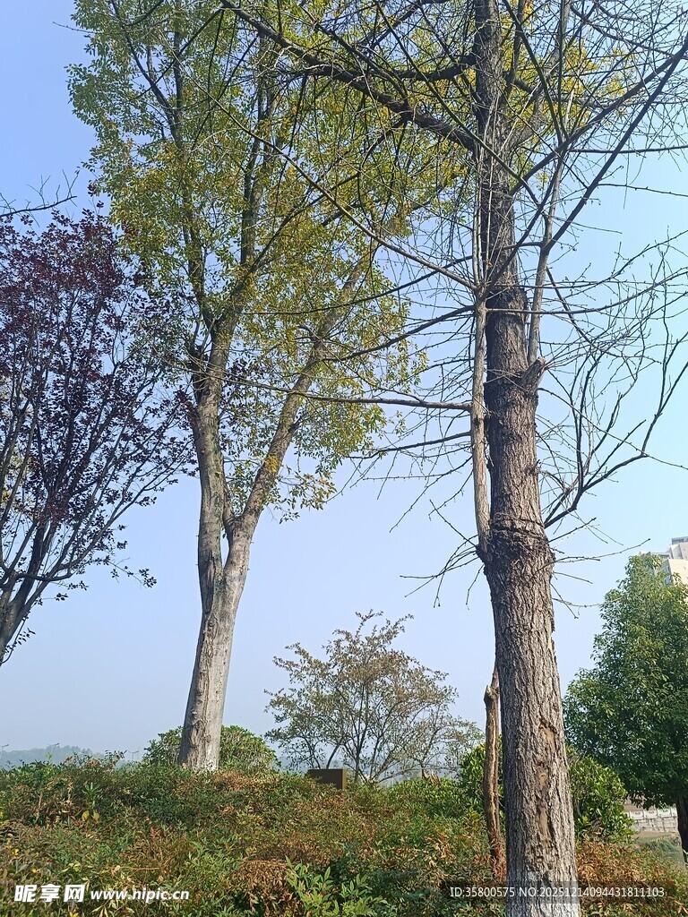 秋日山坡上的挺拔树木