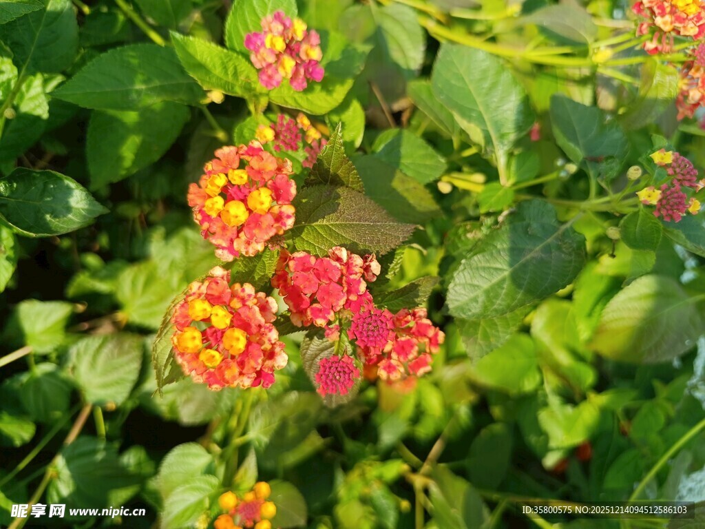 多彩马缨丹绽放绿叶间