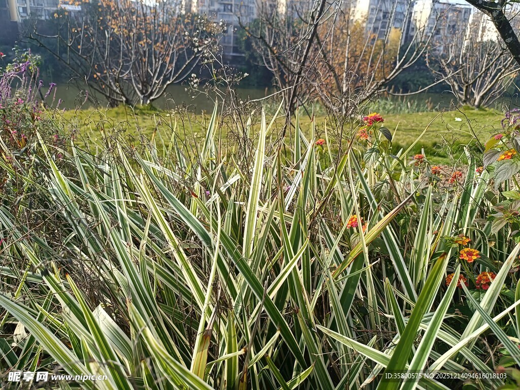 户外葱郁草地景观