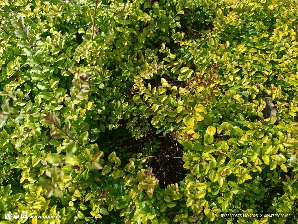 绿叶繁茂的生机景象