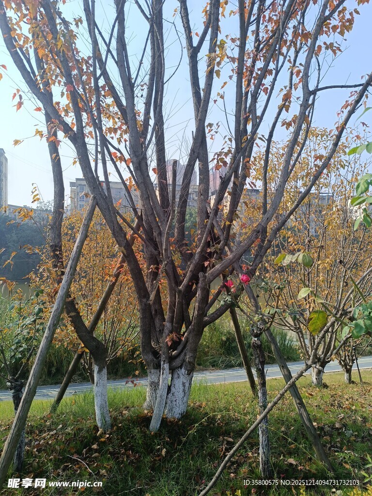 秋日树林中的多彩树木