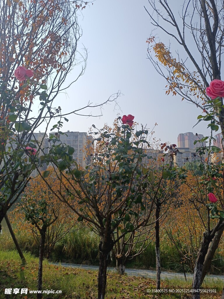 秋日园林花卉树木景致