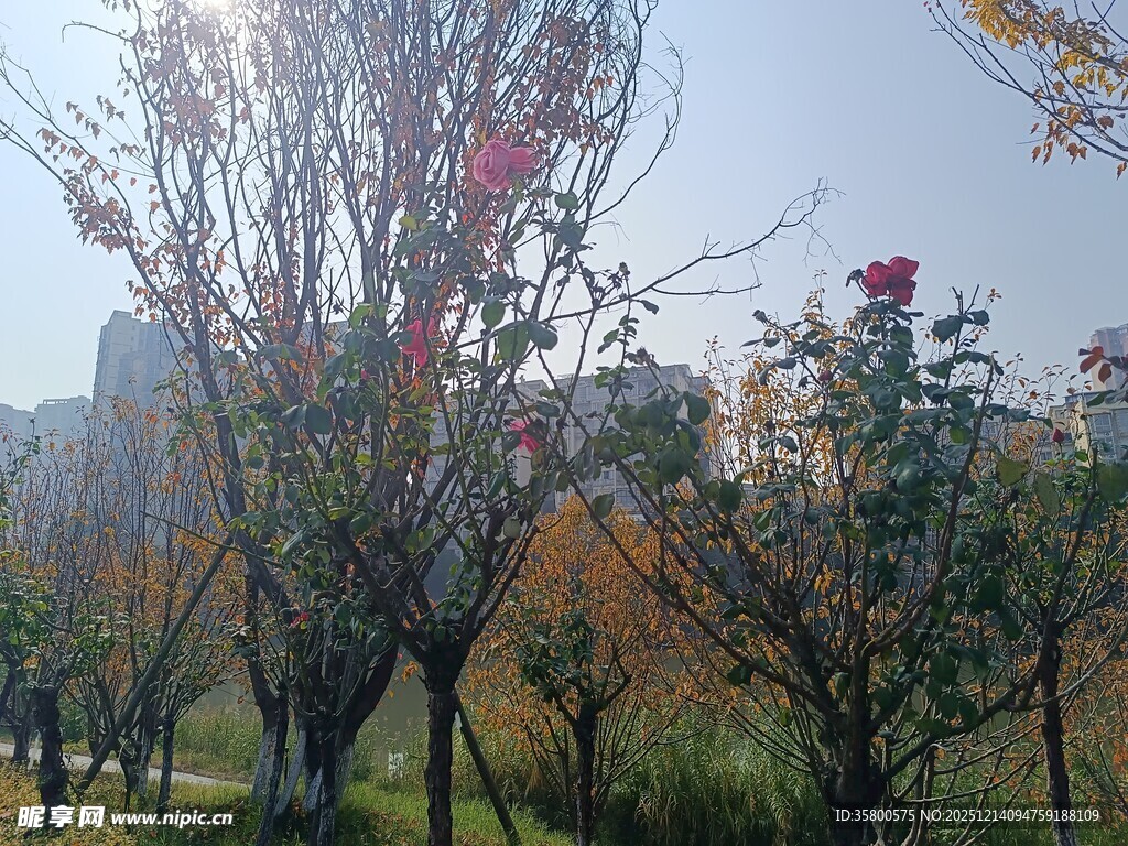 秋日公园繁花绿树景致