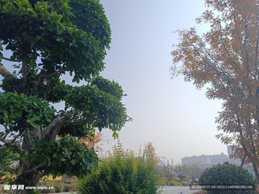 户外园林景观绿树成荫