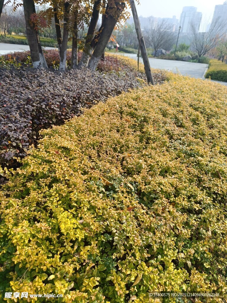 金黄灌木丛景观