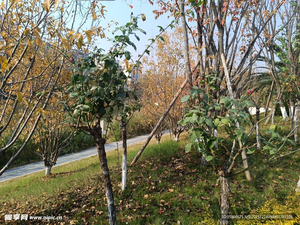 秋日路旁树木景致