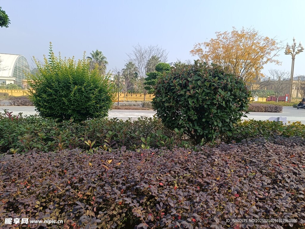 城市绿化带景观植物