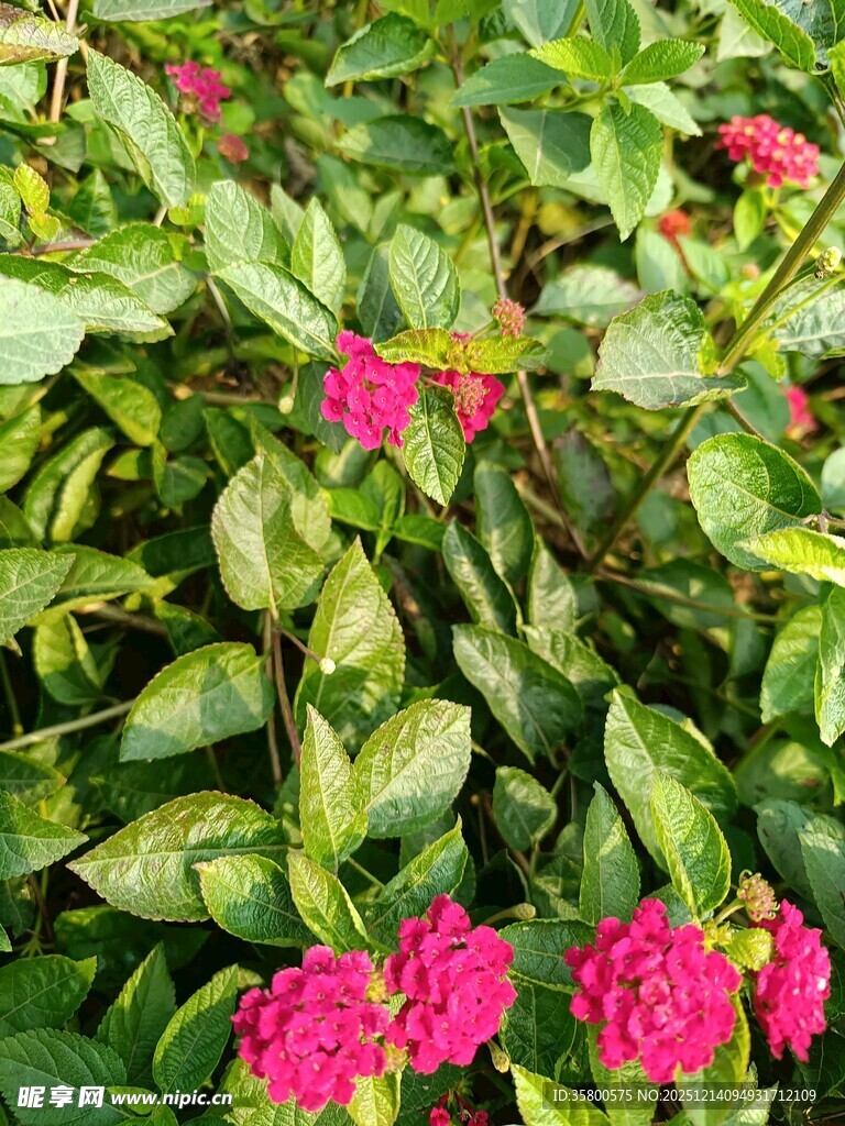 绿叶丛中绽放的艳丽花朵