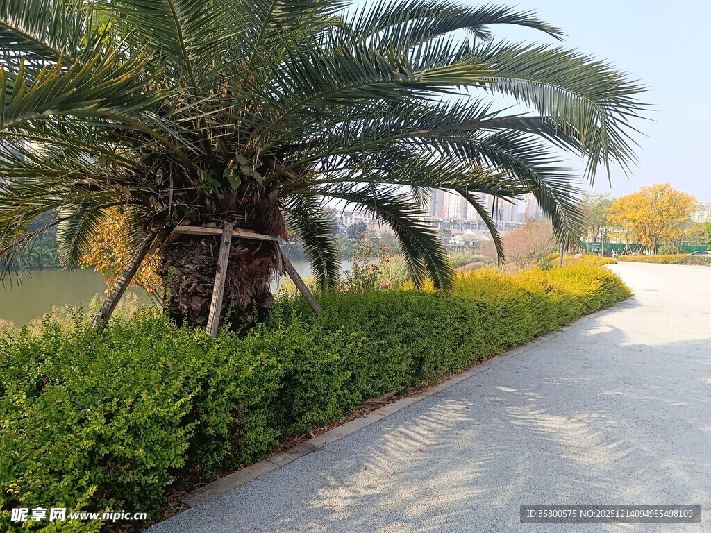 路边棕榈树与绿植景观