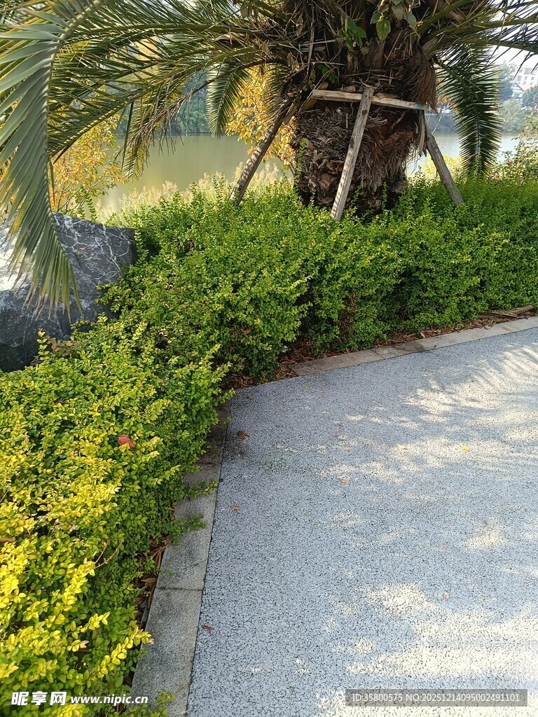 路边绿植景观