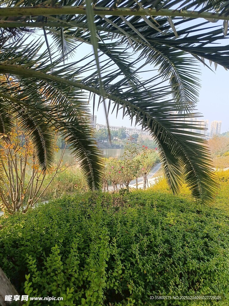 透过棕榈叶看绿意景观