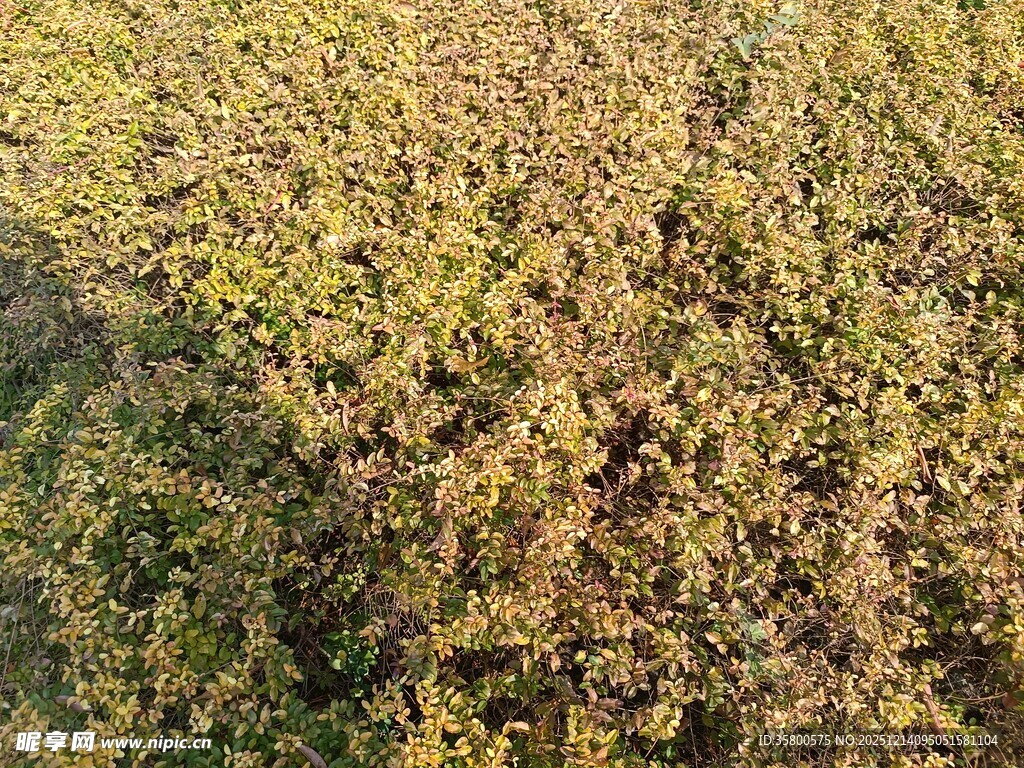 金黄繁茂的植物景观