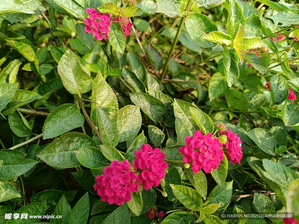 艳丽玫红花朵绽放绿叶间