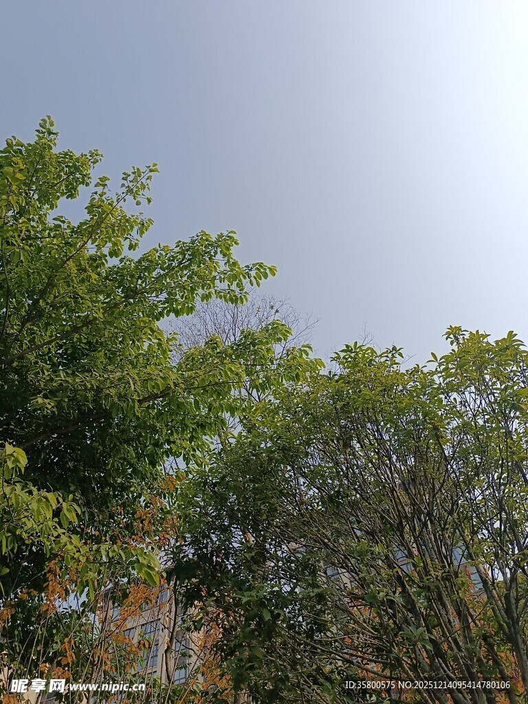 绿树蓝天自然风景图