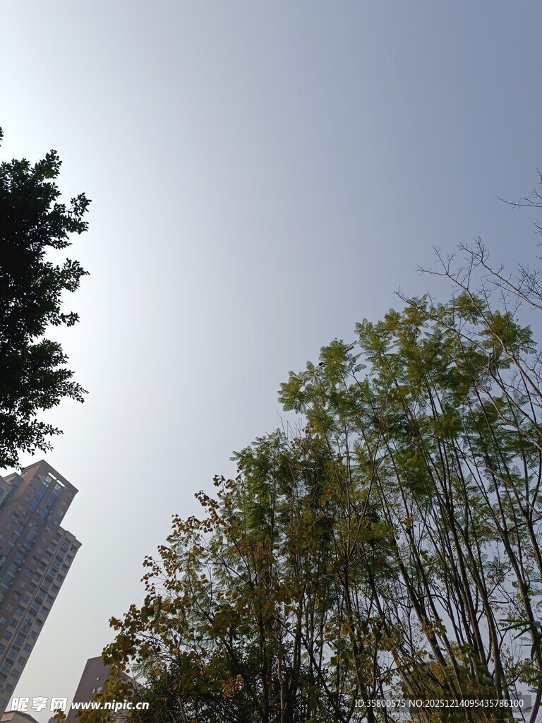 城市绿树与高楼景观