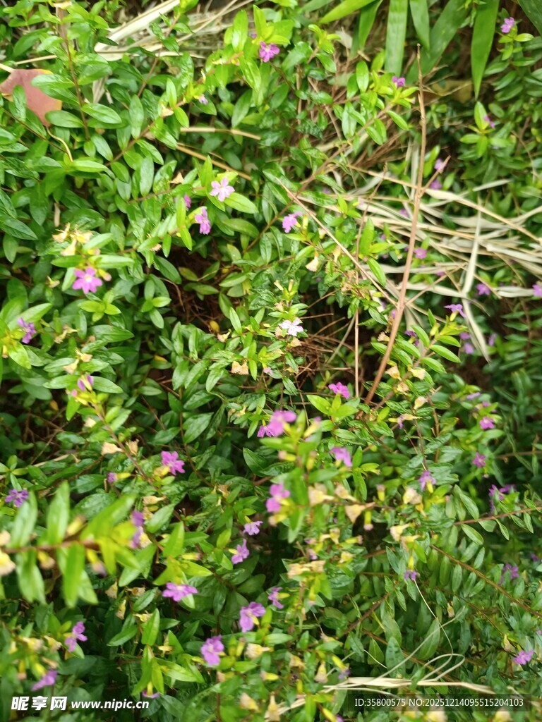 繁茂绿植中的紫色小花