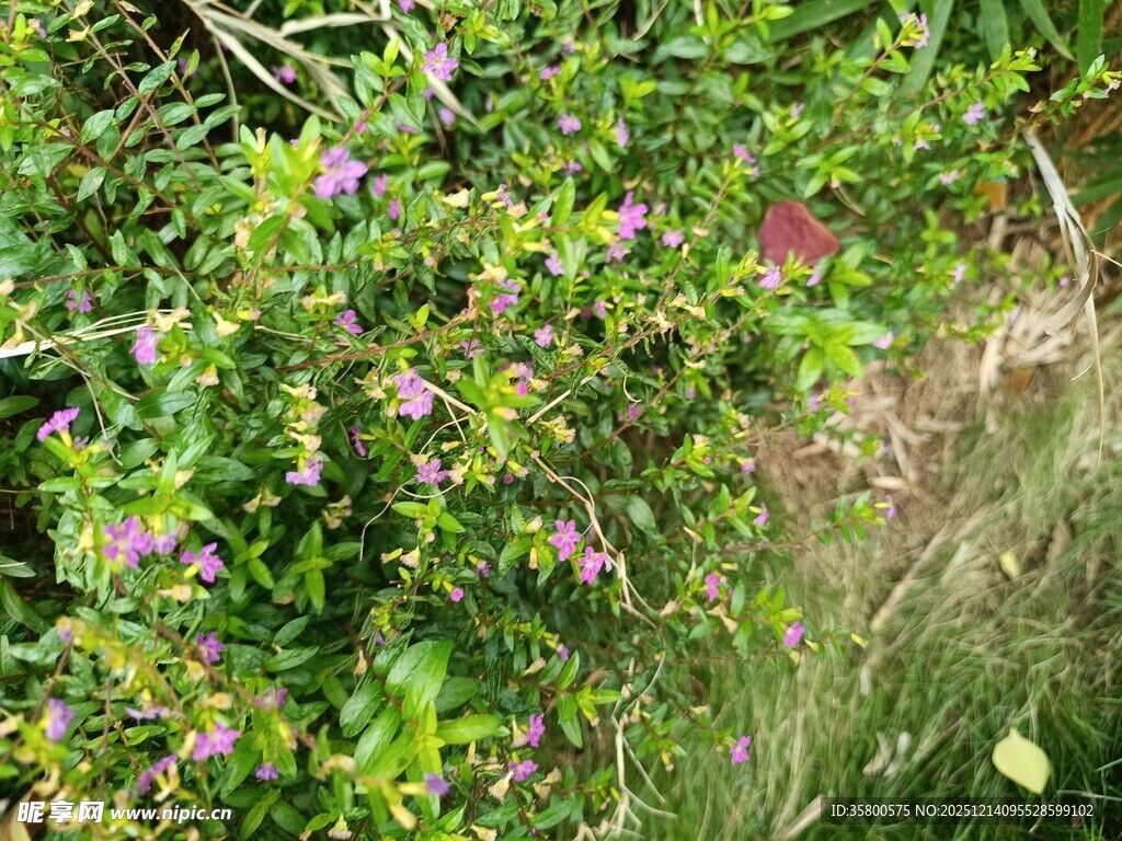 繁茂绿植中的娇艳小花