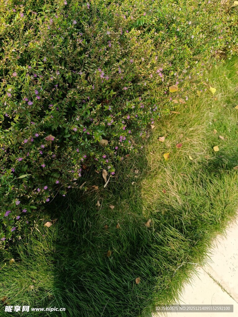 路边繁茂绿植景色