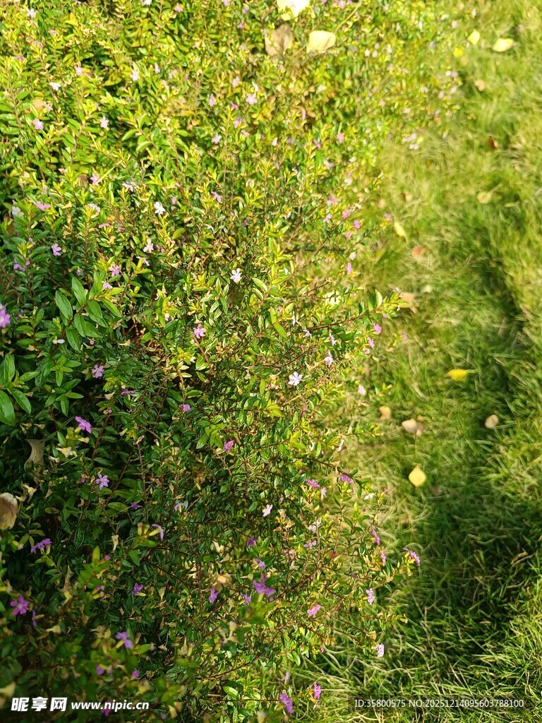 绿意盎然的草地景观